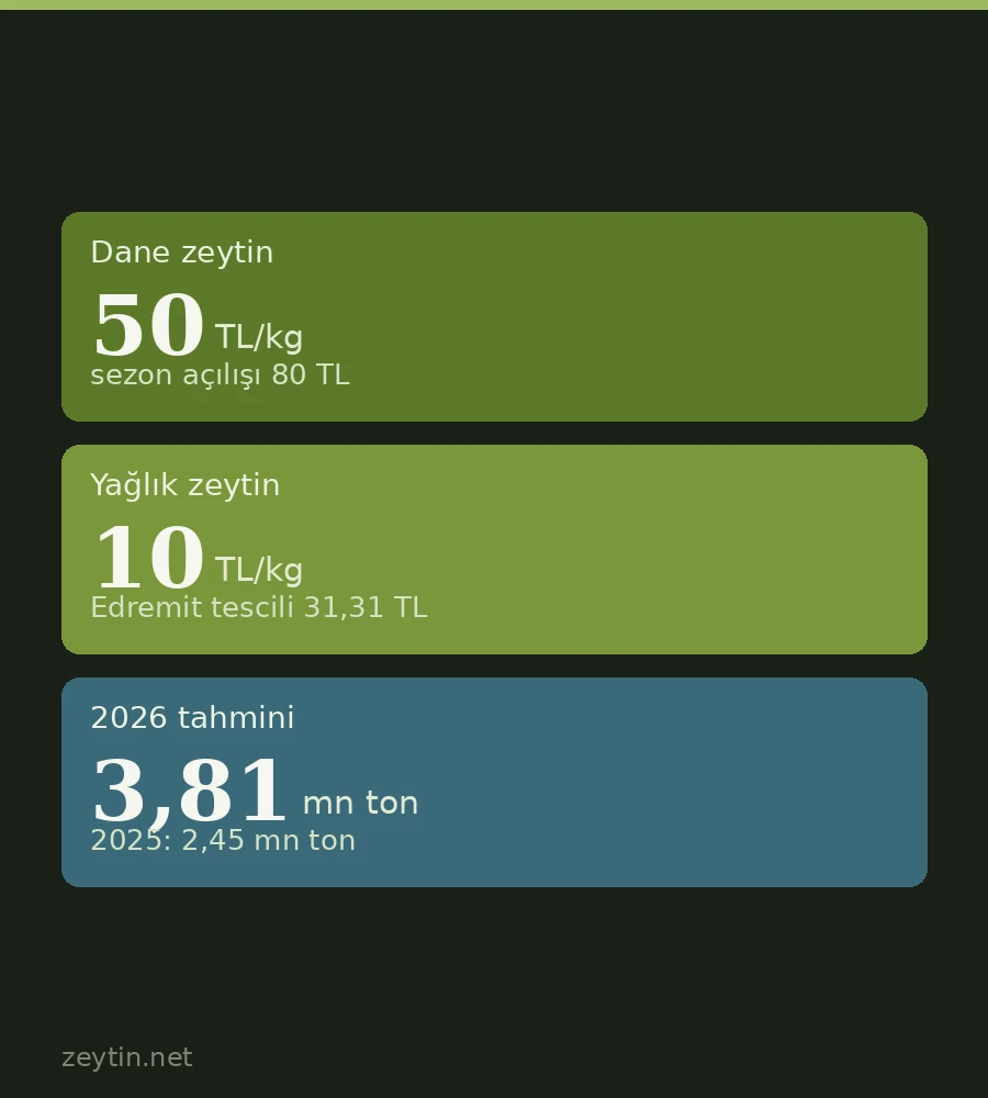 Harvest halted amid a record forecast: 50 lira for table olives in Akhisar, 10 for oil