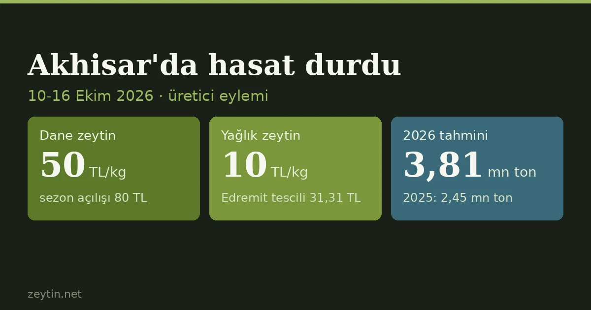 Harvest halted amid a record forecast: 50 lira for table olives in Akhisar, 10 for oil