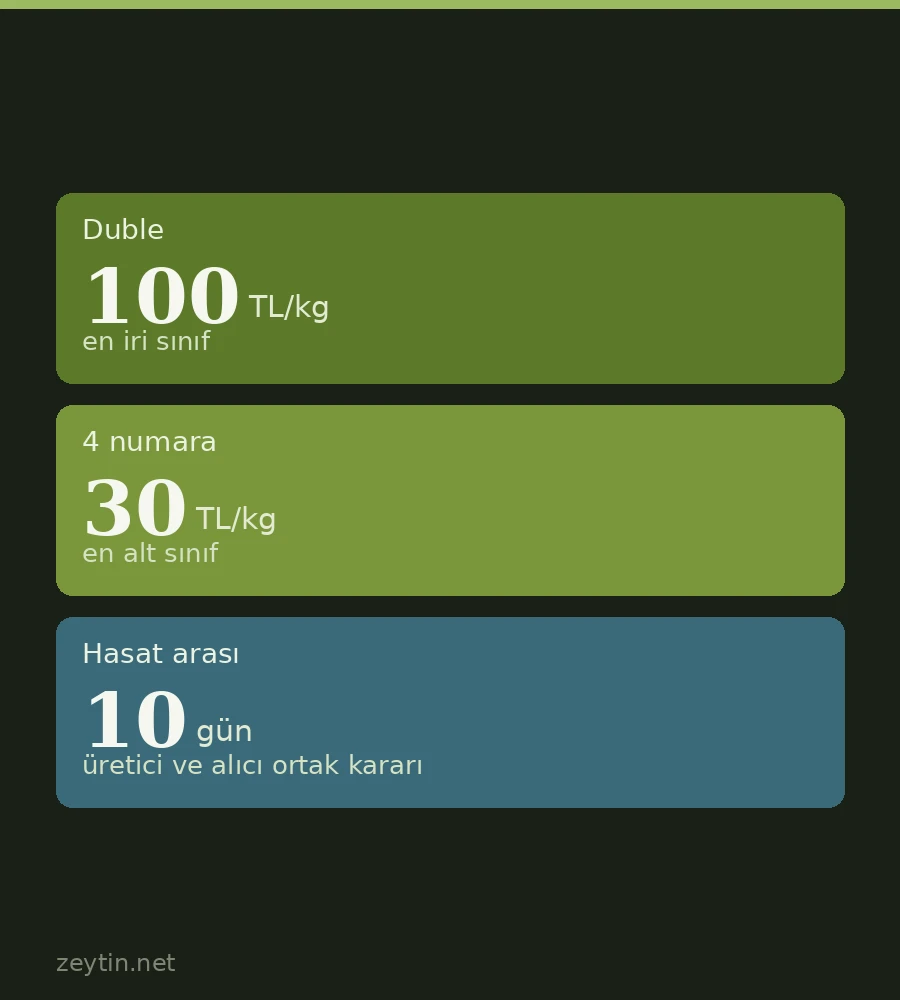 Didim Akköy'de siyah zeytin hasadına 10 gün ara: fiyat merdiveni 30 ile 100 TL arasında