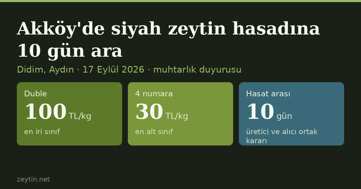 Didim Akköy'de siyah zeytin hasadına 10 gün ara: fiyat merdiveni 30 ile 100 TL arasında