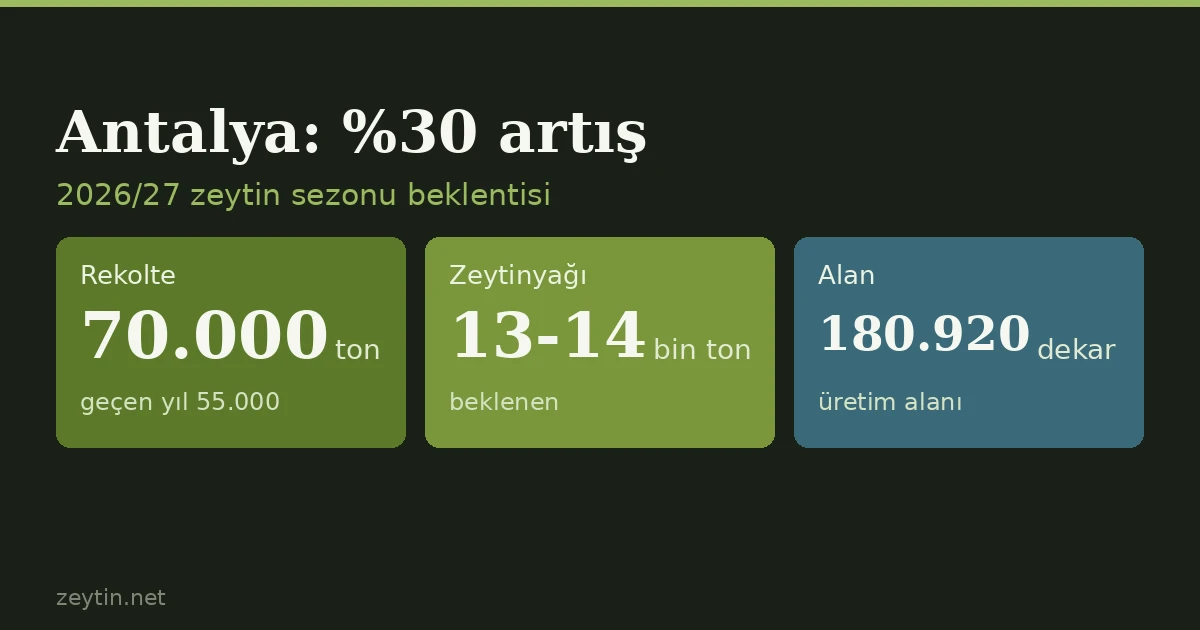 Antalya's crop is up 30%: of 70,000 tonnes of olives, 55,000-60,000 head for the mill