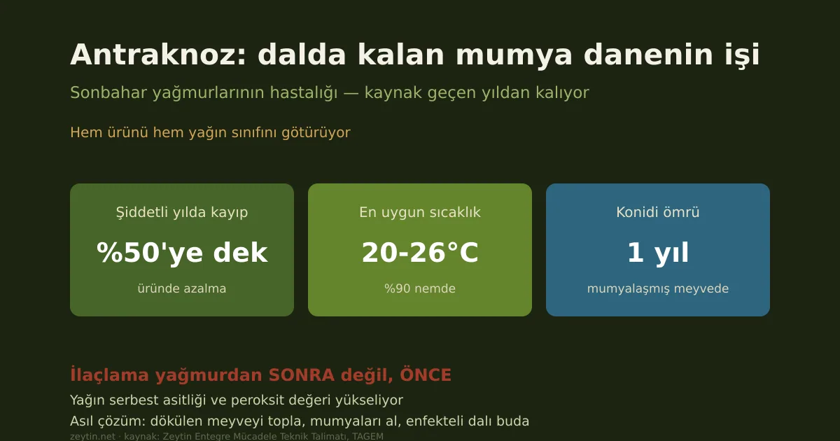Zeytinde antraknoz: dalda kalan mumya danenin hastalığı