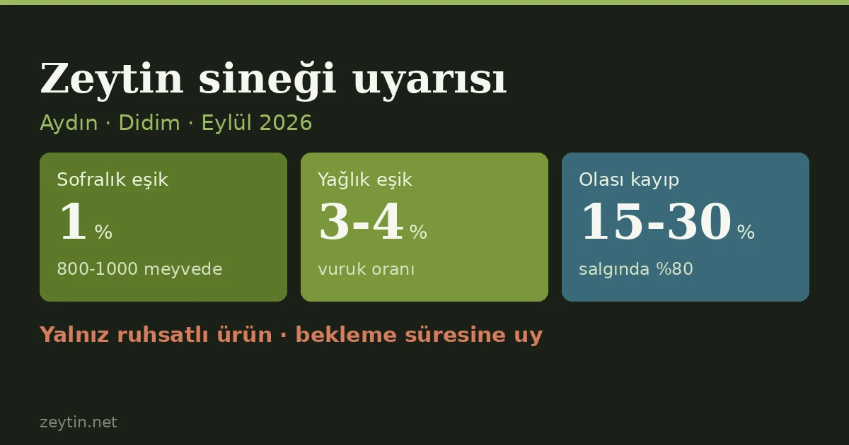Olive fruit fly warning before harvest in Aydın: check groves, spray only above the threshold