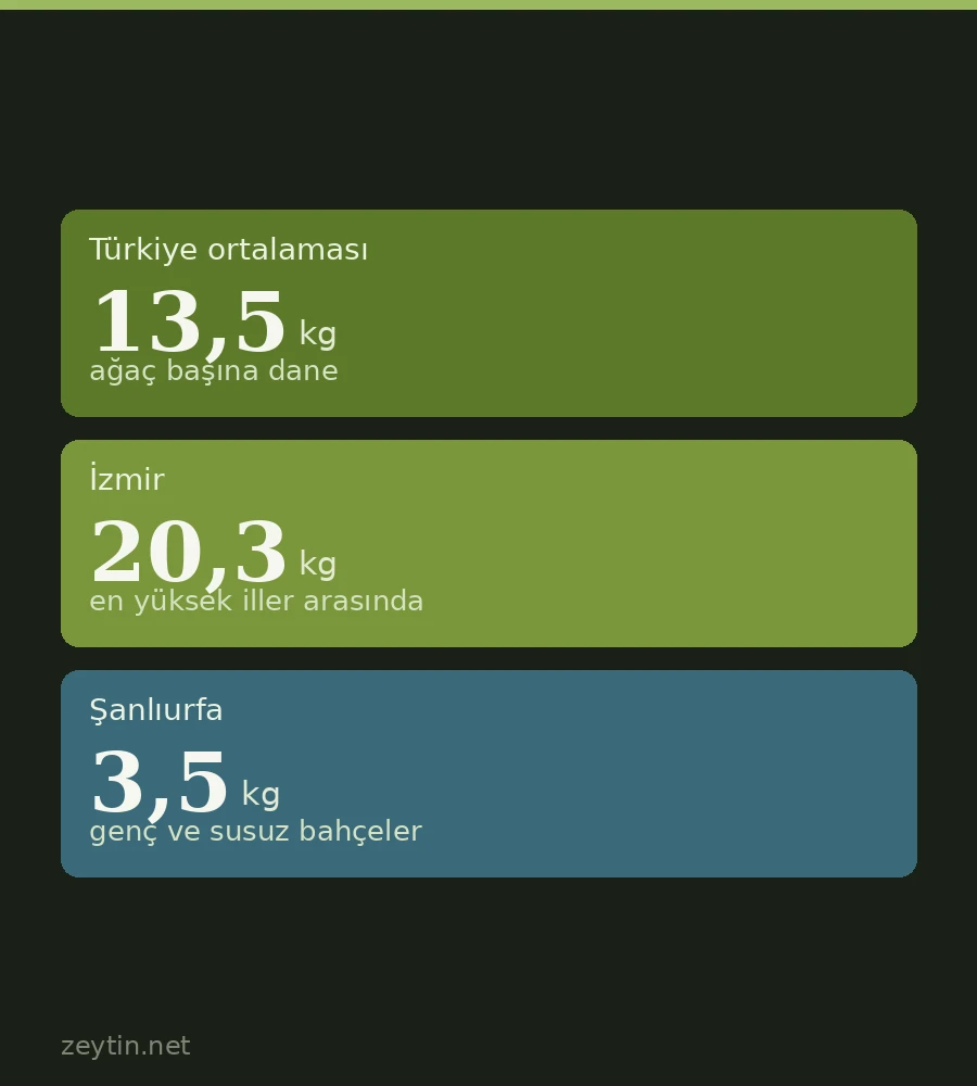 Bir zeytin ağacından kaç kilo zeytin alınır?