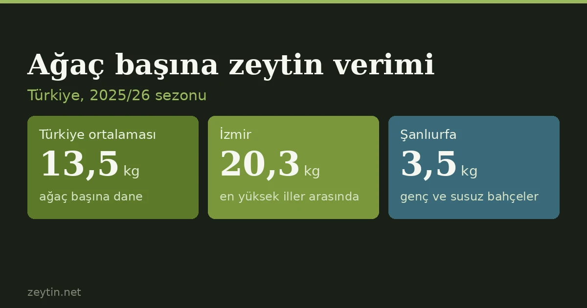 Bir zeytin ağacından kaç kilo zeytin alınır?