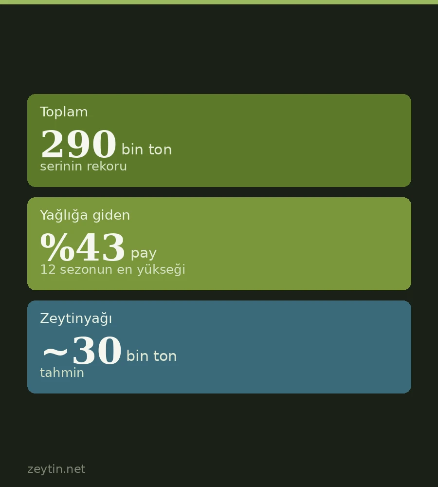Bursa'da 290 bin ton zeytin bekleniyor: yağlığa giden pay serinin en yükseği