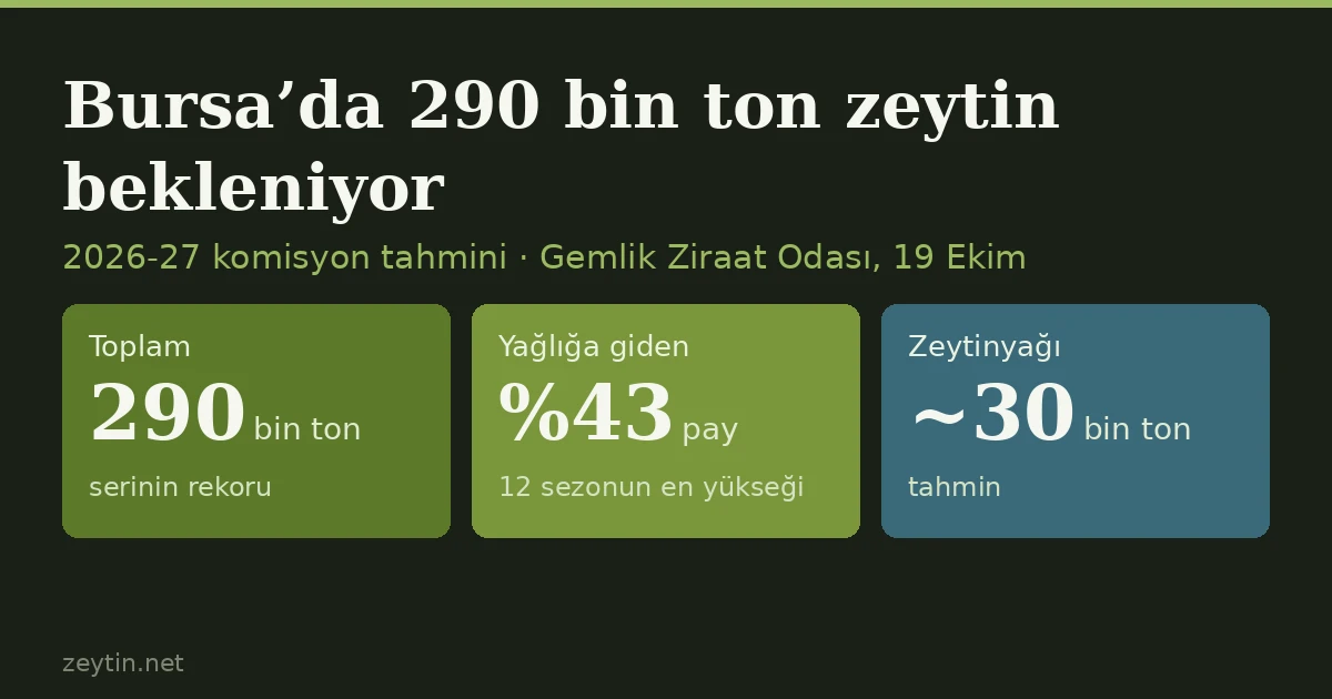 Bursa'da 290 bin ton zeytin bekleniyor: yağlığa giden pay serinin en yükseği