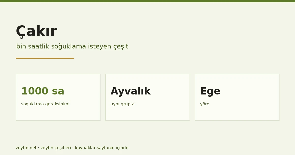 The Çakır olive: a cultivar that asks for a thousand hours of cold