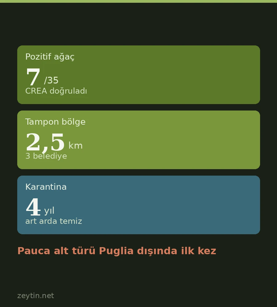 Xylella Puglia'nın dışına çıktı: Calabria'da 7 zeytin ağacı pozitif