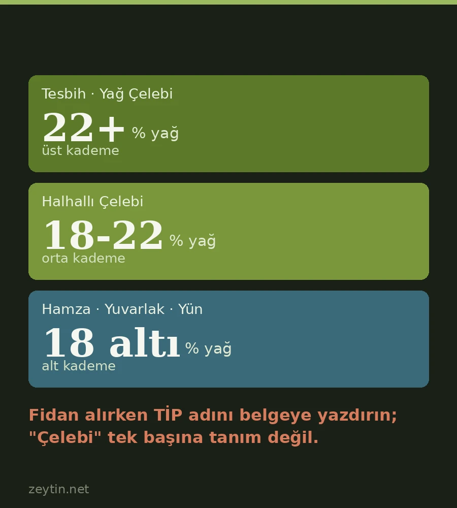 Çelebi zeytin ailesi: yedi tip, iki ayrı coğrafya