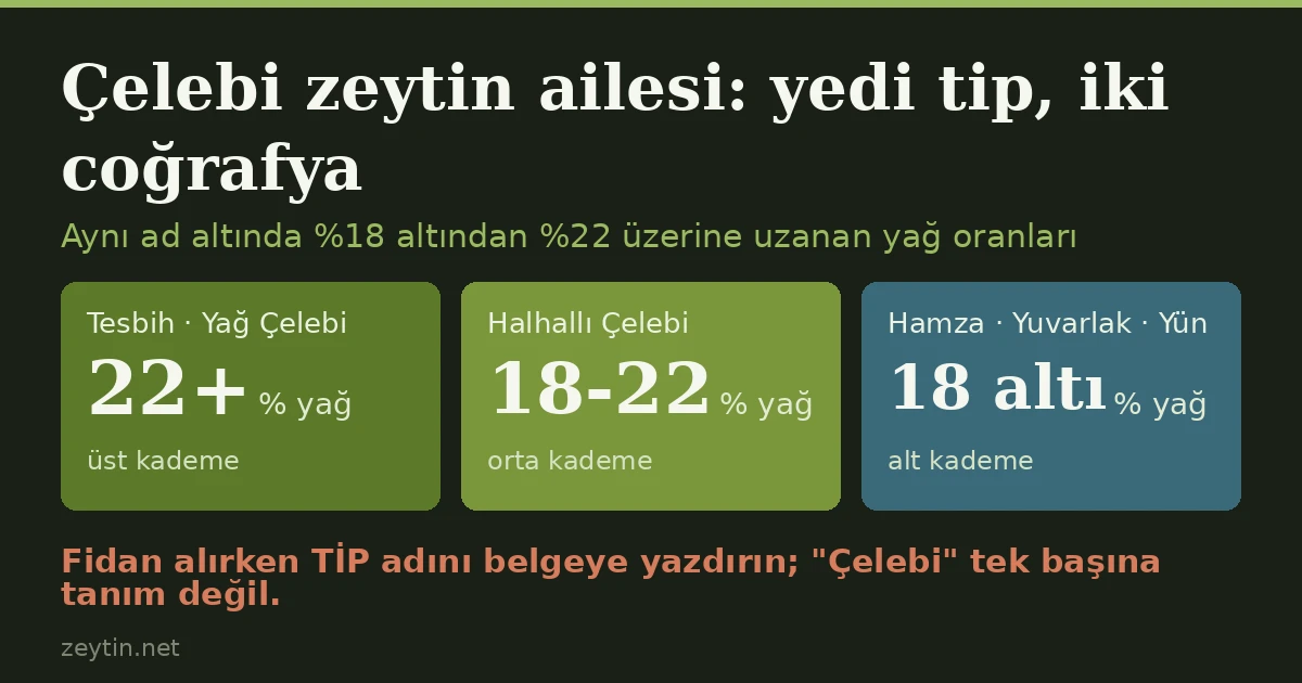 Çelebi zeytin ailesi: yedi tip, iki ayrı coğrafya
