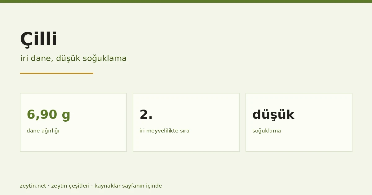 The Çilli olive: large fruit, low chilling requirement