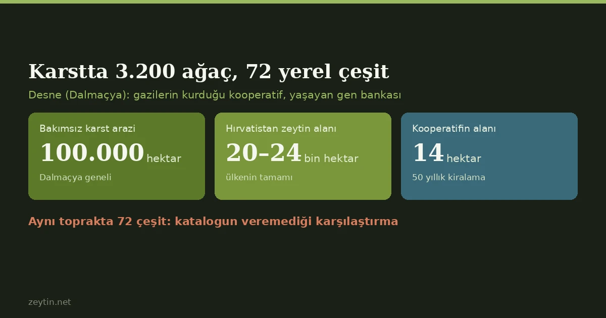 3,200 trees and 72 varieties on 14 hectares of stone: the cooperative turning Dalmatian karst into groves
