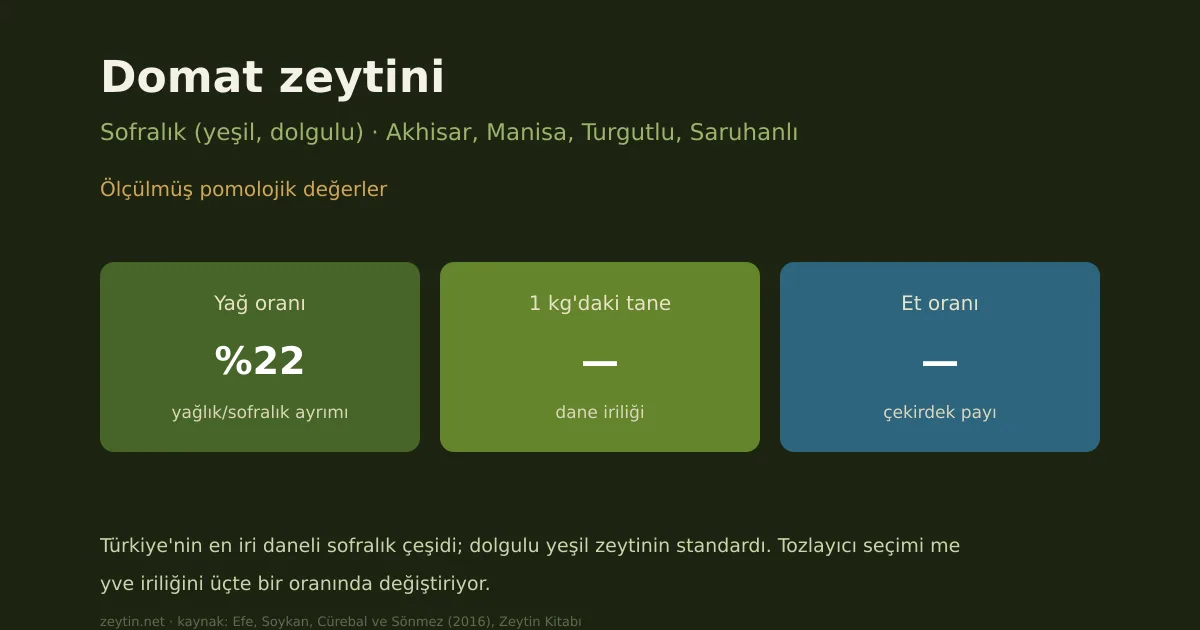 Domat zeytini: özellikleri, yağ oranı ve yöreleri