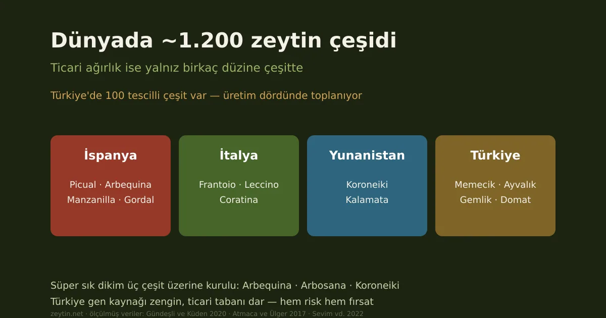 Dünya zeytin çeşitleri: Picual'den Kalamata'ya