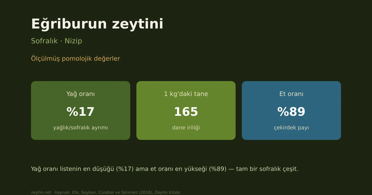 Eğriburun olive: characteristics, oil content and growing areas