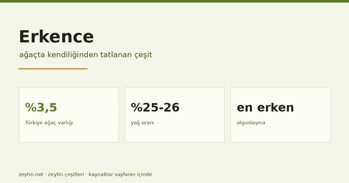 The Erkence olive: the cultivar that sweetens on the tree