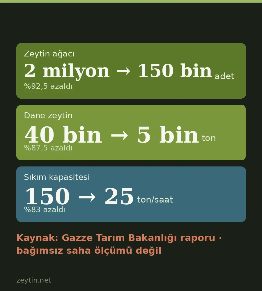 Gaza's olive report: 150,000 trees left of two million, production down 87.5%