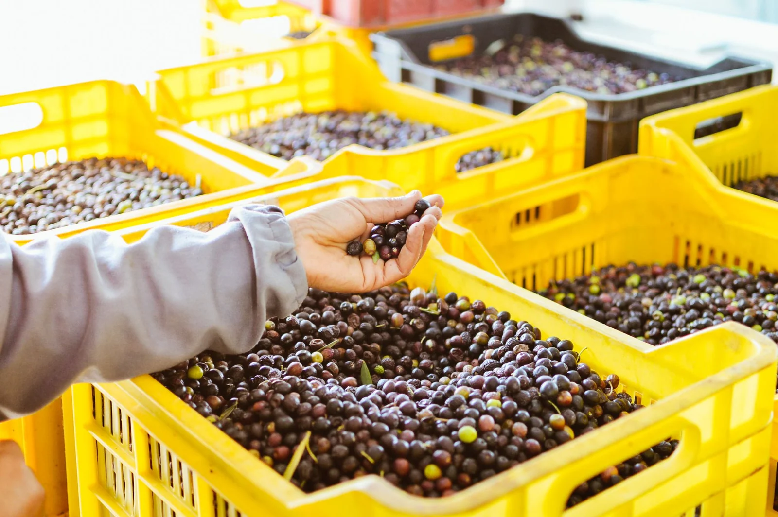 Gemlik-Orhangazi Zeytin Festivali 10-13 Eylül: adı tartışılırken tescil ne diyor?