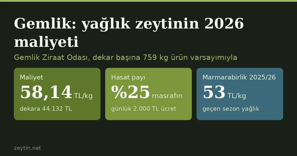 Gemlik'te yağlık zeytinin maliyeti 58,14 lira: en büyük kalem hasat