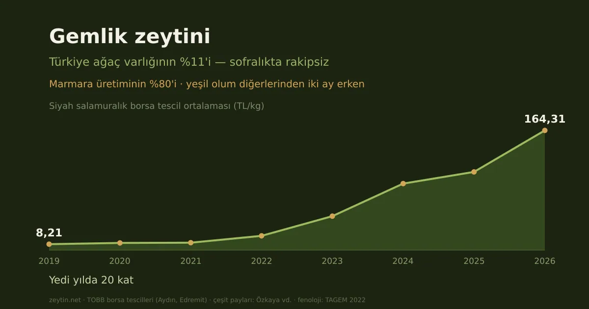 Gemlik zeytini: neden en meşhur sofralık çeşit?