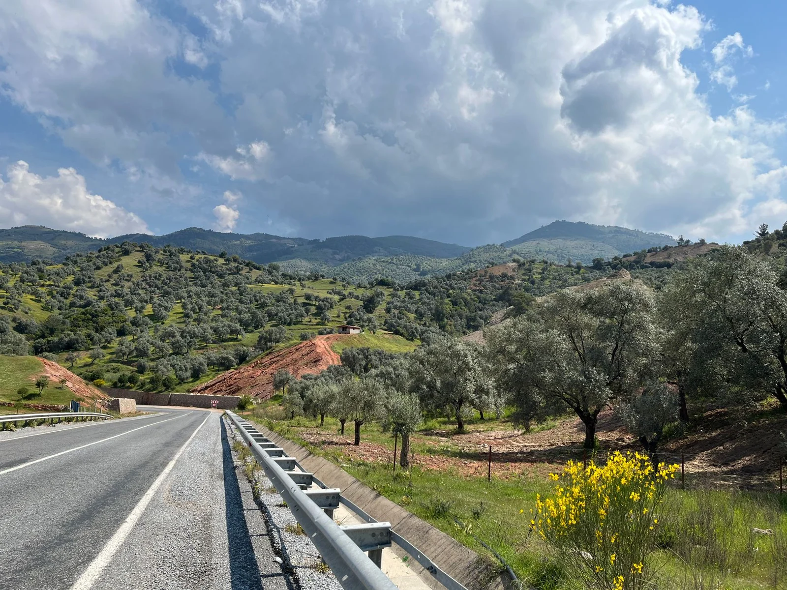 Güney Ege Olive Oils: a designation of origin across three provinces Güney Ege Olive Oils: a designation of origin across three provinces