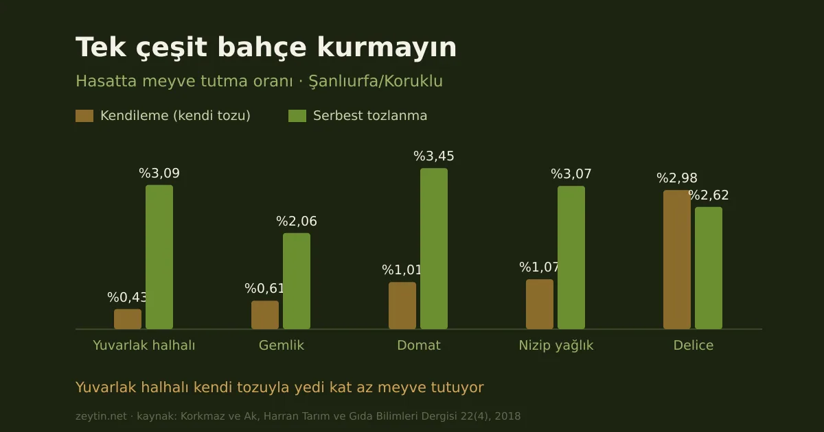 The nameless olives of southeast Anatolia: Mardin, Şırnak and the pollinator problem