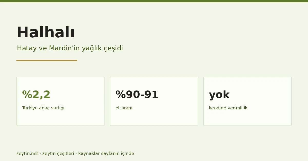 Halhalı zeytini: Hatay'ın yağlık çeşidi