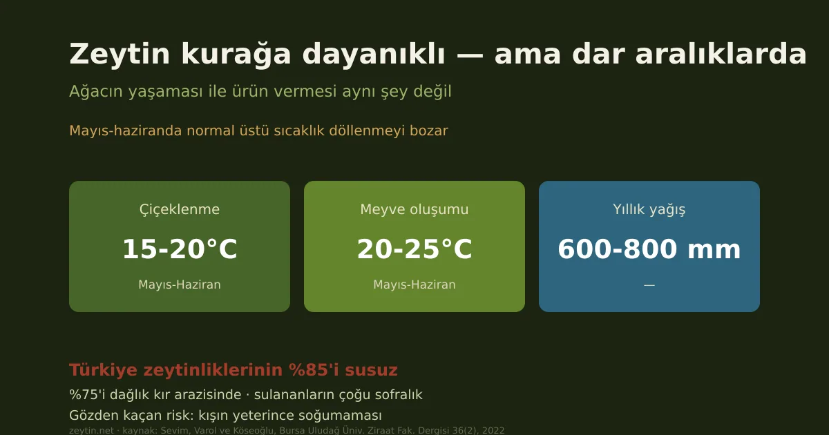 Climate change and the olive: the tree survives, but will it crop?