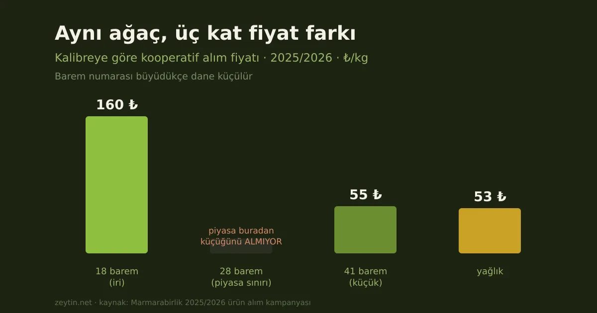 The economics of caliber: how fruit size triples the price