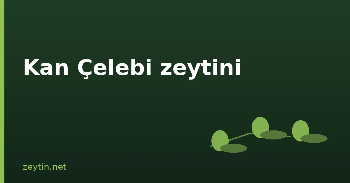 Kan Çelebi zeytini