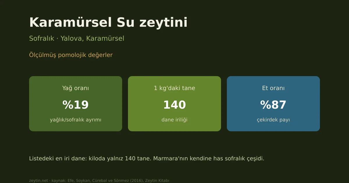 Karamürsel Su zeytini: özellikleri, yağ oranı ve yöreleri
