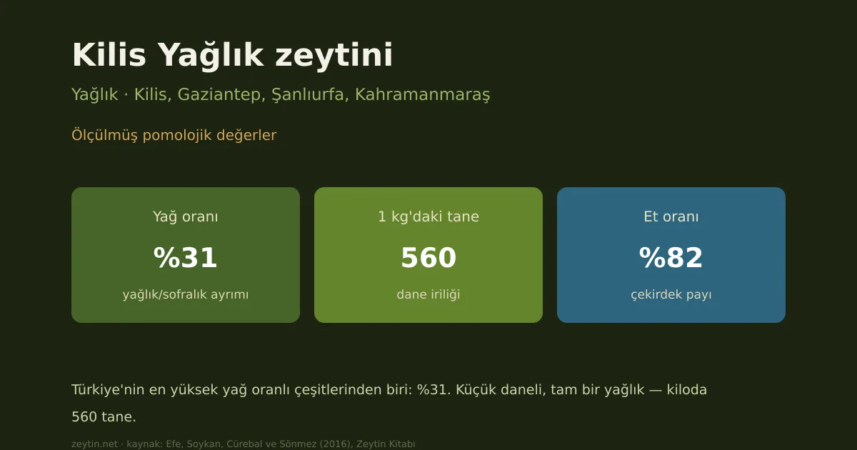 Kilis Yağlık zeytini: özellikleri, yağ oranı ve yöreleri