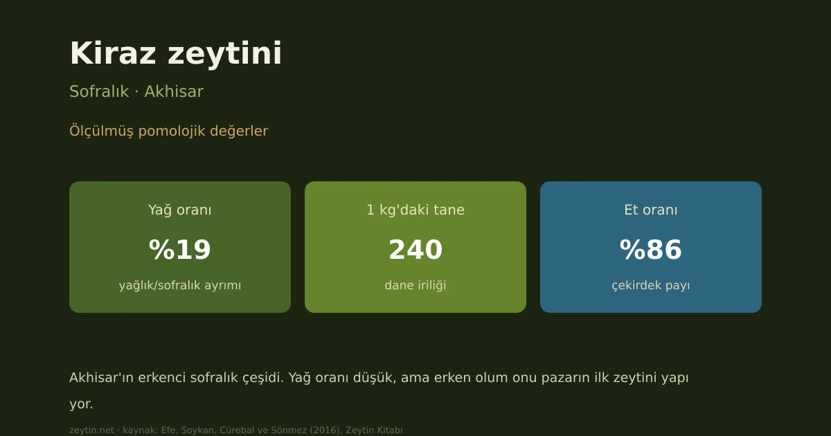 Kiraz zeytini: özellikleri, yağ oranı ve yöreleri