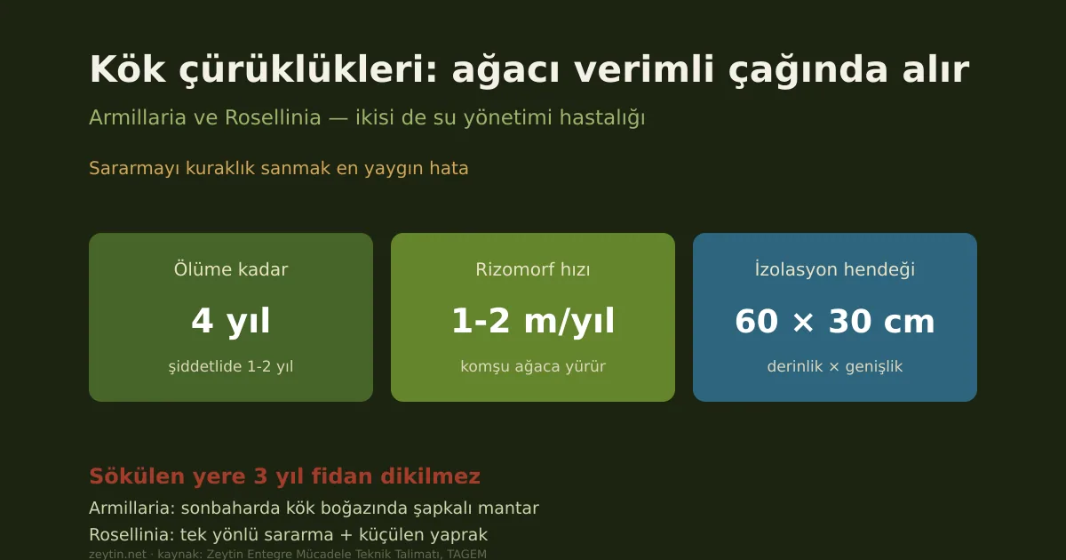 Zeytinde kök çürüklükleri: Armillaria ve Rosellinia