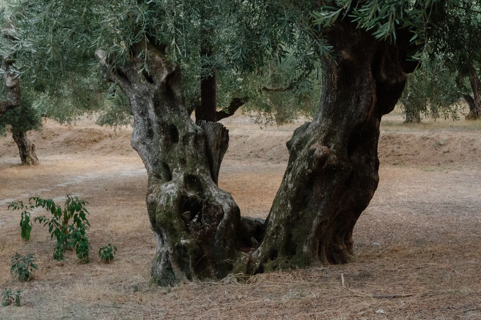 The olive in scripture and folk belief: verses, hadiths and myths