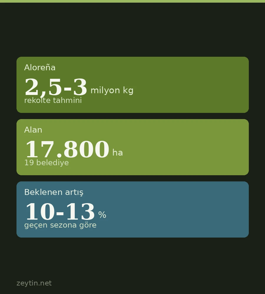 Malaga'da yeşil zeytin hasadı başladı: Aloreña'da 2,5-3 milyon kilo beklentisi