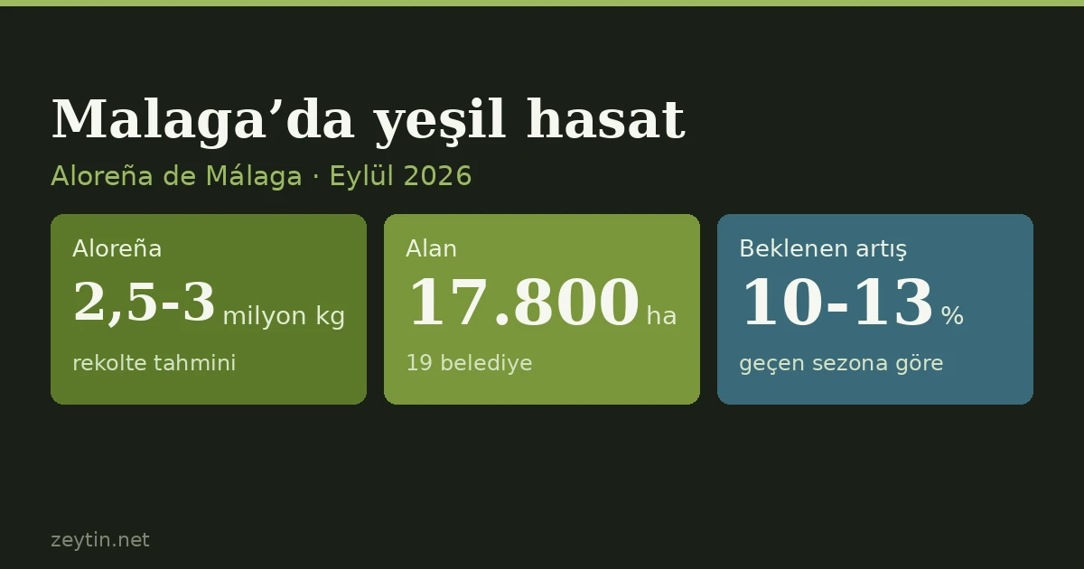 Malaga'da yeşil zeytin hasadı başladı: Aloreña'da 2,5-3 milyon kilo beklentisi