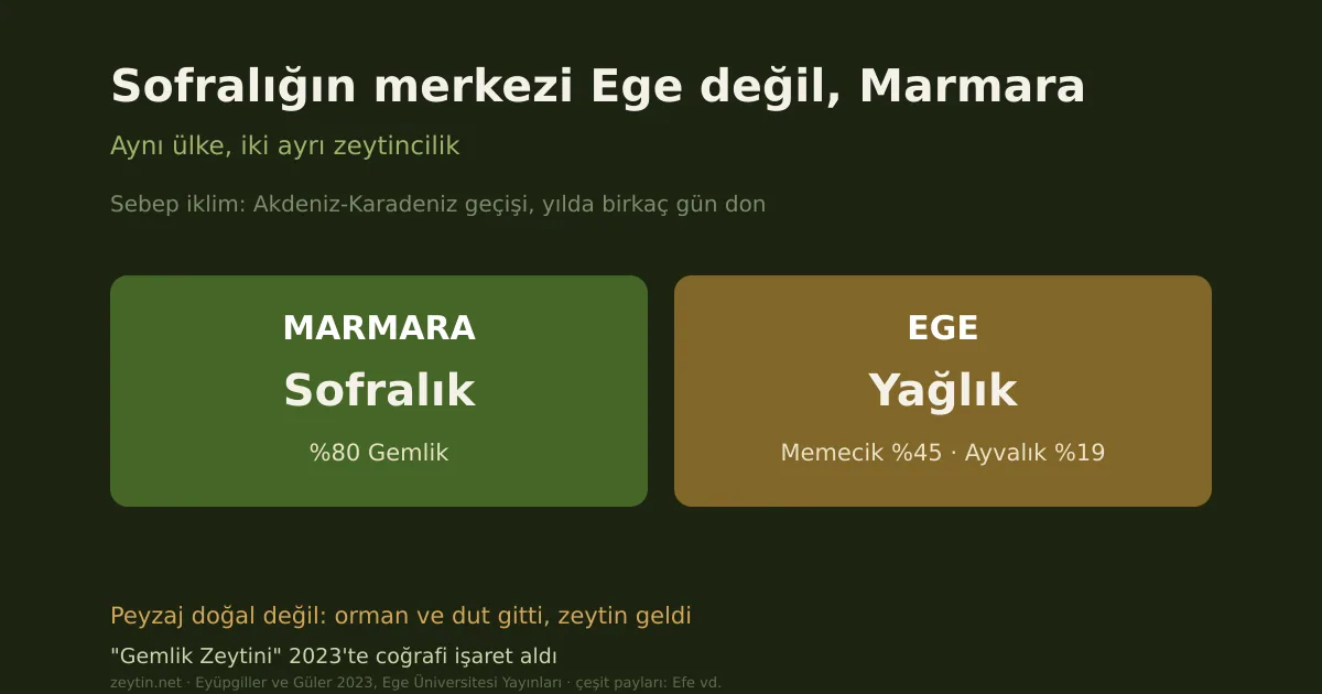 Olive growing in Marmara: the home of the table olive