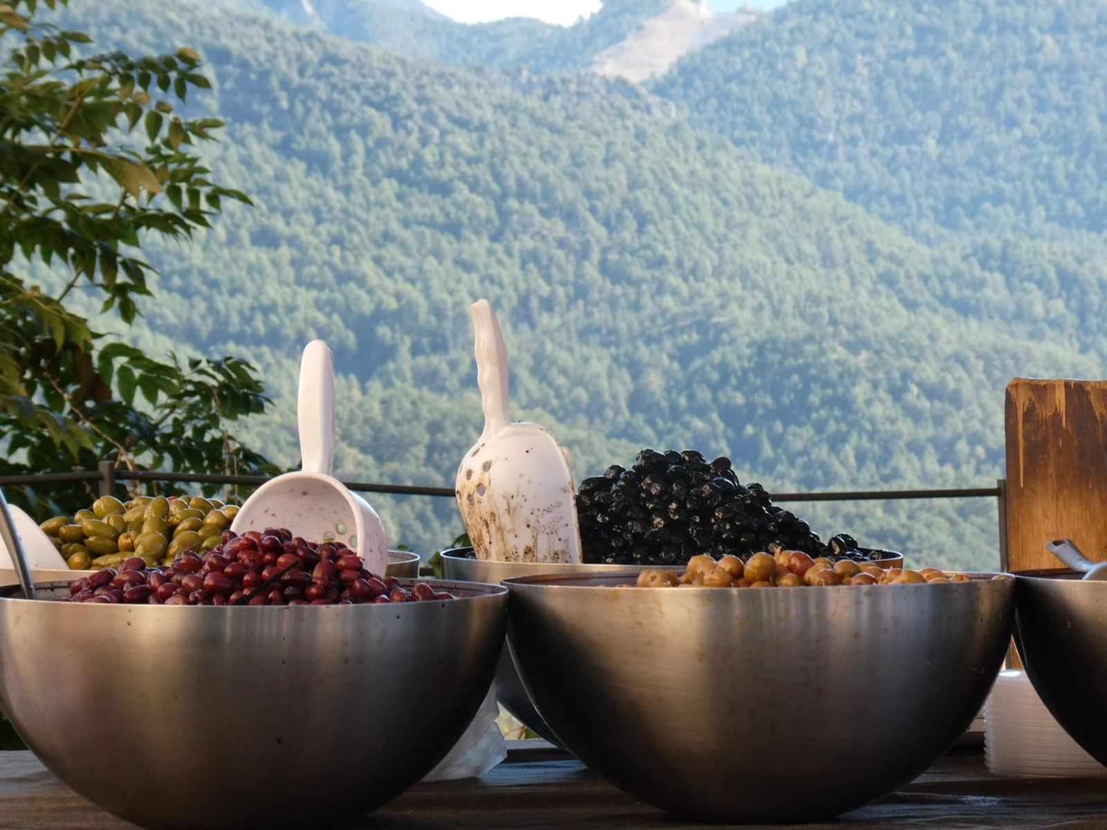 Milas Çekişke Olive: the season's first table olive, picked in September Milas Çekişke Olive: the season's first table olive, picked in September