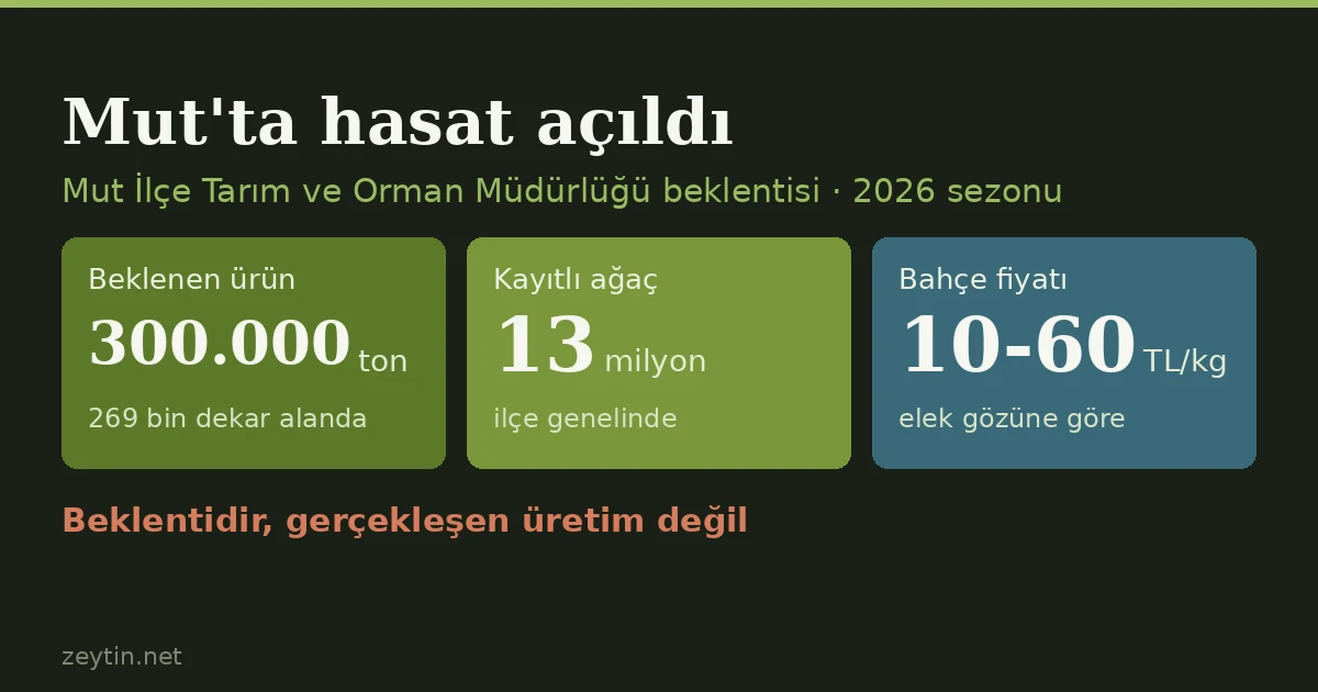Harvest opens in Mut: 300,000 tonnes expected, orchard prices start at 10 lira