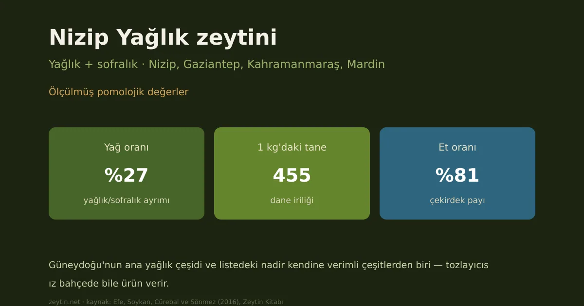 Nizip Yağlık zeytini: özellikleri, yağ oranı ve yöreleri