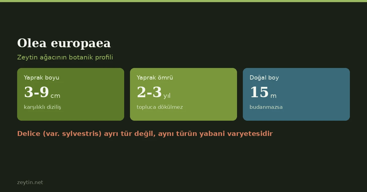 Olea europaea: zeytin ağacının botaniği Olea europaea: zeytin ağacının botaniği