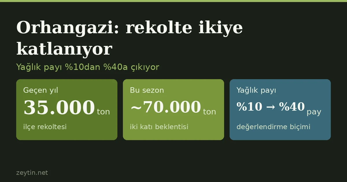 Orhangazi's crop is doubling: the oil olive share climbs from 10% to 40%