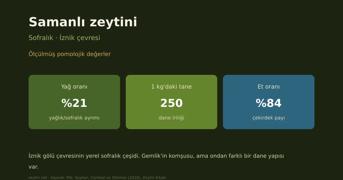 Samanlı olive: characteristics, oil content and growing areas