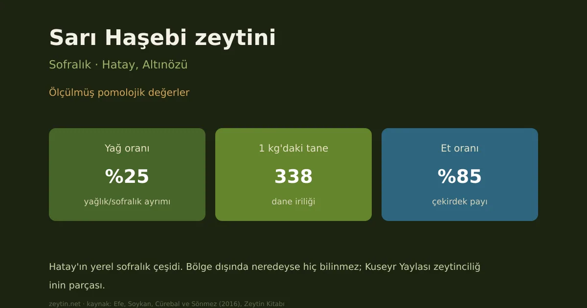 Sarı Haşebi olive: characteristics, oil content and growing areas