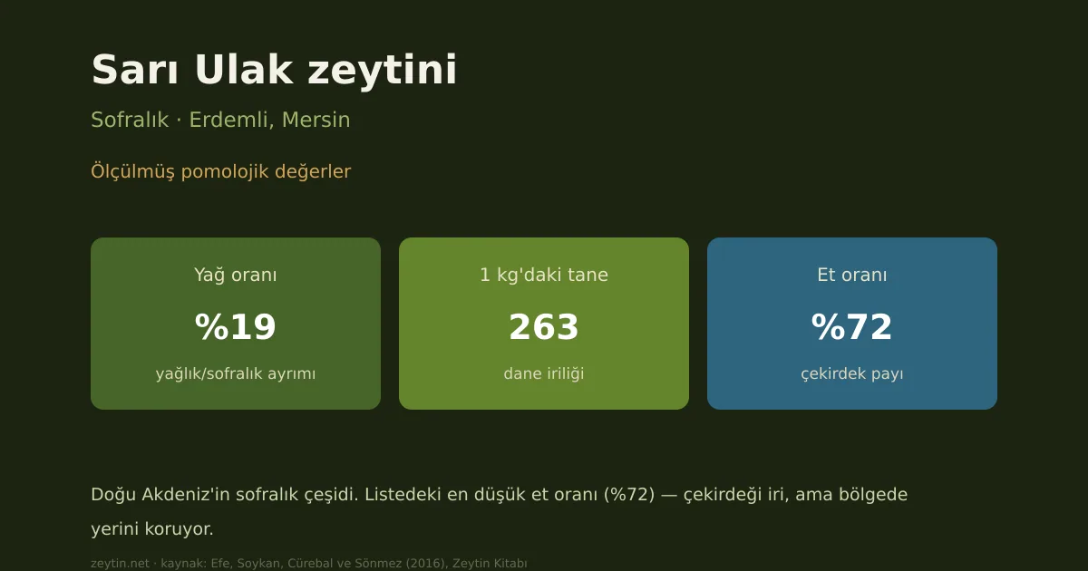 Sarı Ulak olive: characteristics, oil content and growing areas