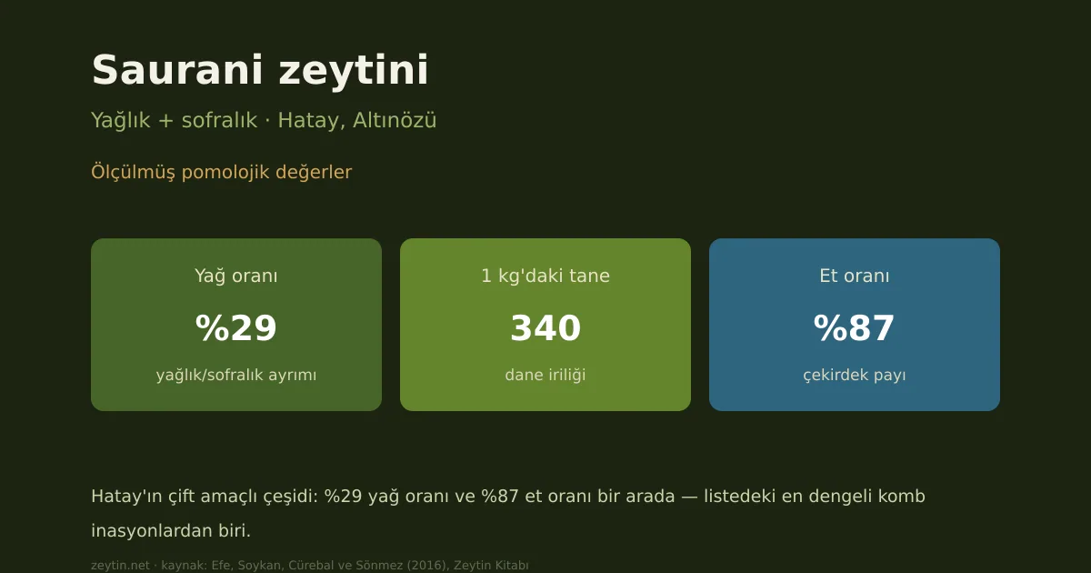Saurani zeytini: özellikleri, yağ oranı ve yöreleri