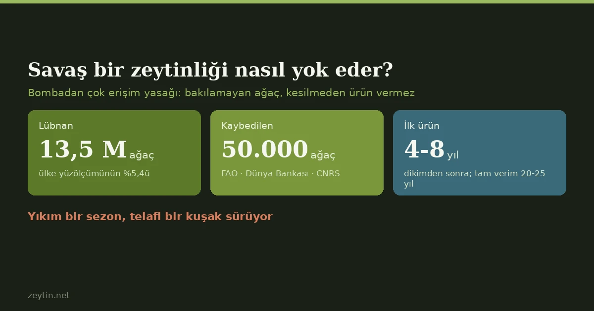 Savaş bir zeytinliği nasıl yok eder? Bombadan çok erişim yasağı Savaş bir zeytinliği nasıl yok eder? Bombadan çok erişim yasağı