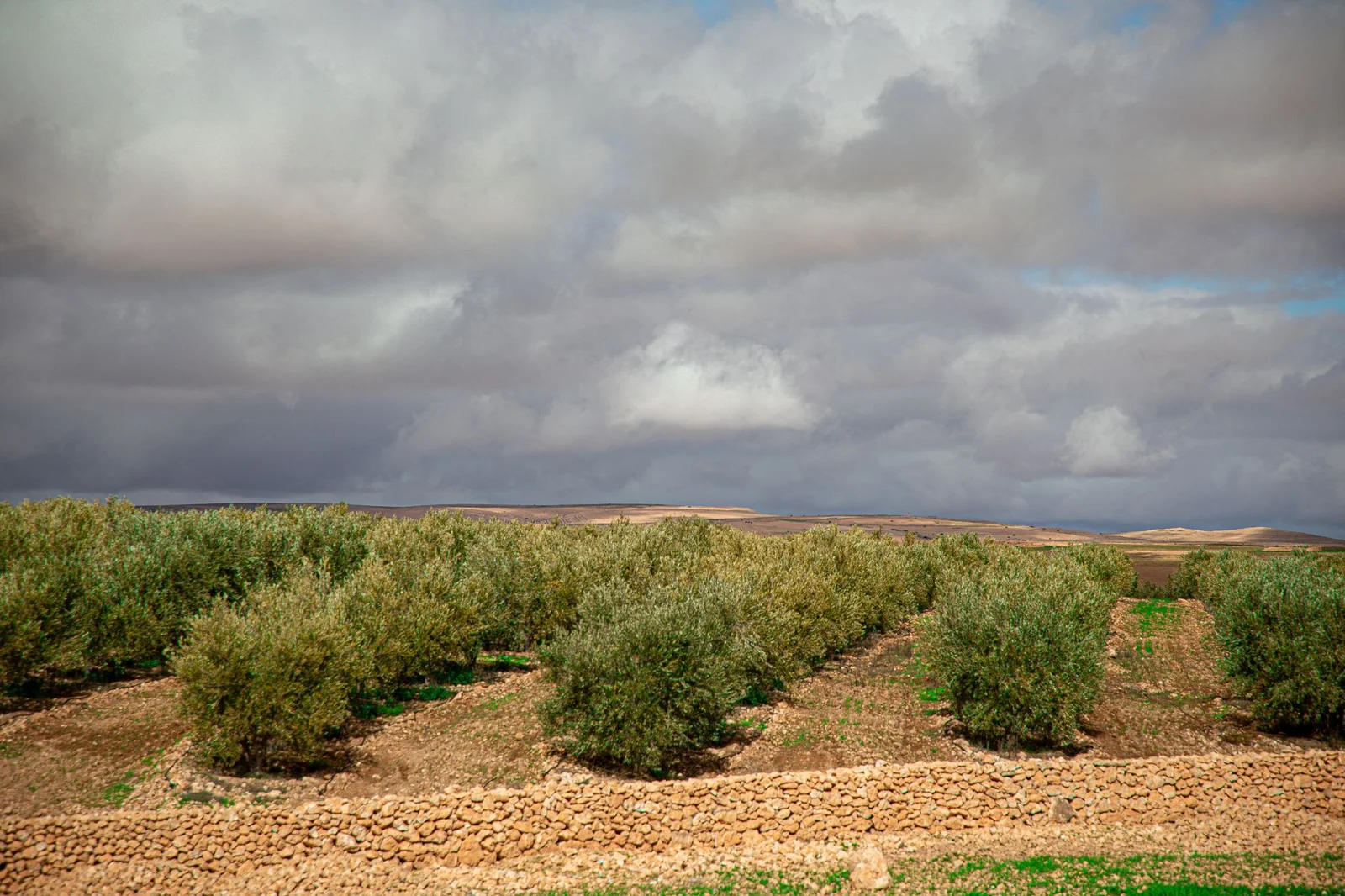 Building a high-density olive grove: five requirements